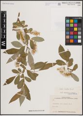 Foto von Salix excelsa S. G. Gmel.